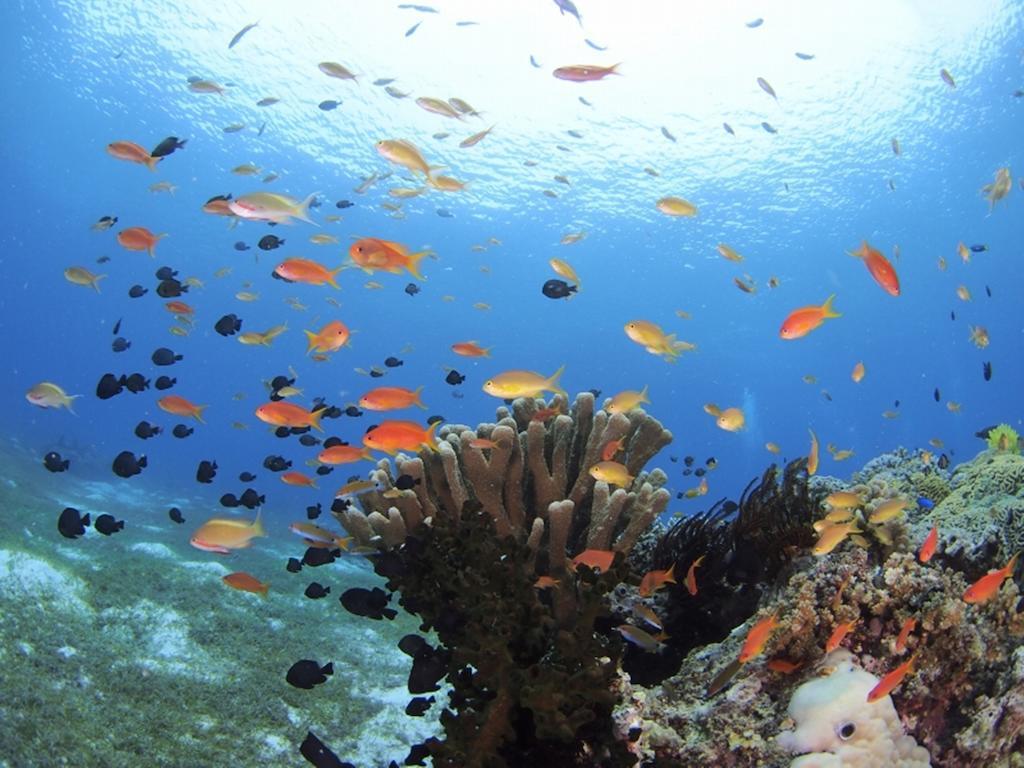 Oceanica Resort Panglao, Bohol Екстериор снимка Coral reef