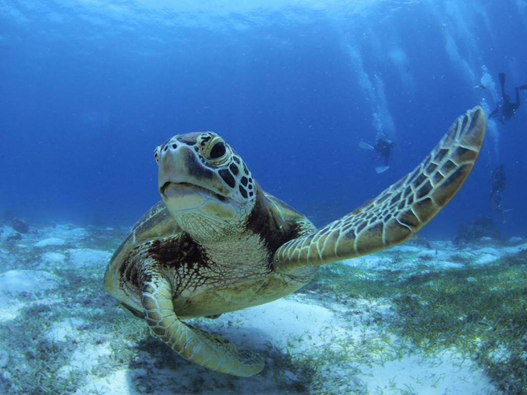 Oceanica Resort Panglao, Bohol Екстериор снимка Green sea turtle